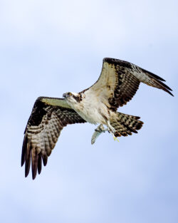 Osprey with fish