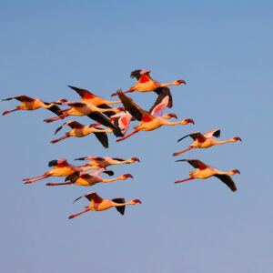 Flamingo flock in flight over Walvis Bay, Namibia Flock of flamingos flying together