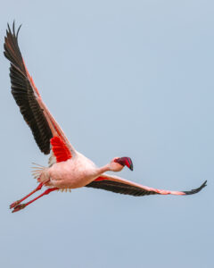 Greater Flamingo in flight, Walvis Bay, Namibia Greater Flamingo flying with wings spread