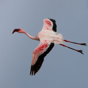 Flamingo in flight, Walvis Bay, Namibia Flamingo flying low over water