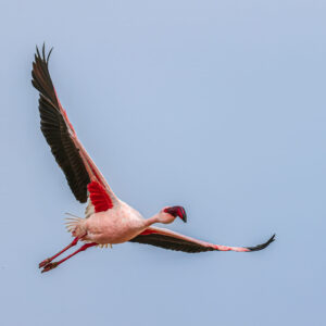 Flamingo in flight, Walvis Bay, Namibia Flamingo flying against a clear sky