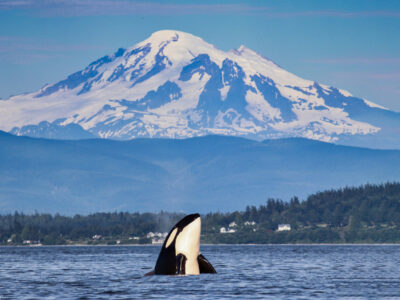 An orca spyhops with Mount Baker in the background, near Vancouver Island Orca spyhopping with Mount Baker in the background
