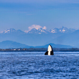 An orca spyhops in the waters off Vancouver Island, mountains rising in the distance Orca spyhopping with mountains and coastline in the background