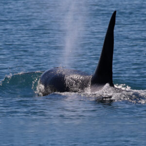 Close-up of an orca surfacing and exhaling, Vancouver Island Close-up of an orca's dorsal fin as it exhales