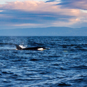 An orca surfaces in calm waters off Vancouver Island at dusk Orca dorsal fin breaking the surface at dusk