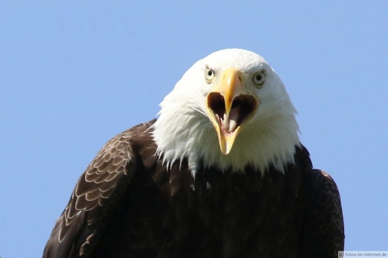 Weißkopfseeadler