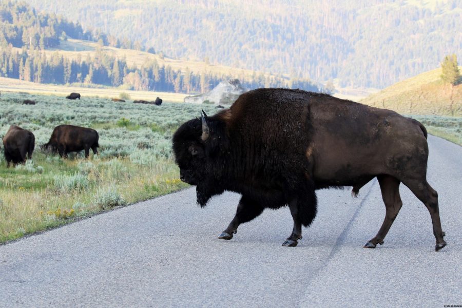 Bison