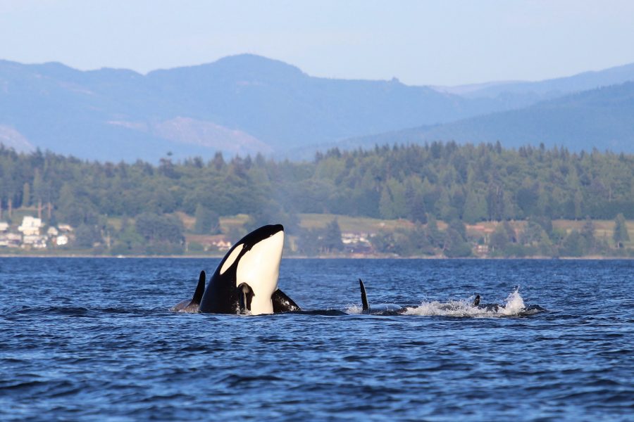 Orca Spyhop
