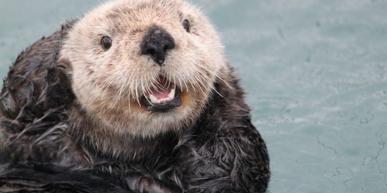 Seeotter